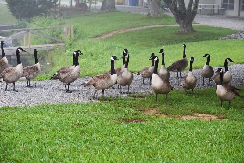 Canada Geese