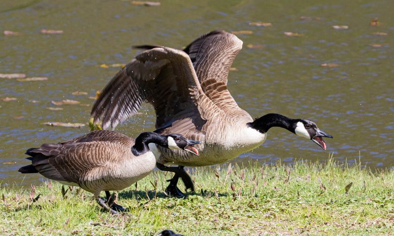 Canada Goose