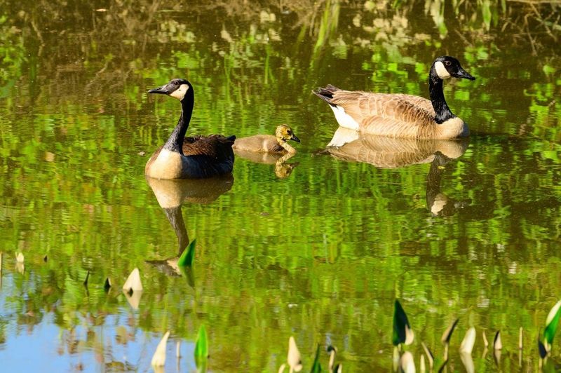 Canada Goose