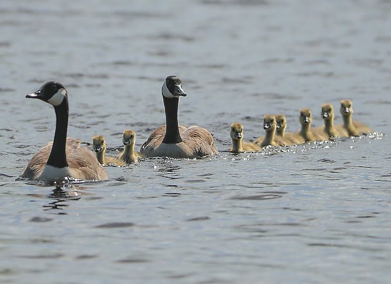 Canada Goose