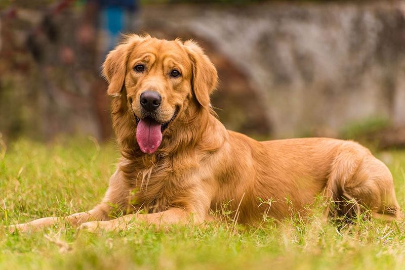 Canadian Golden Retriever's Darker Coat