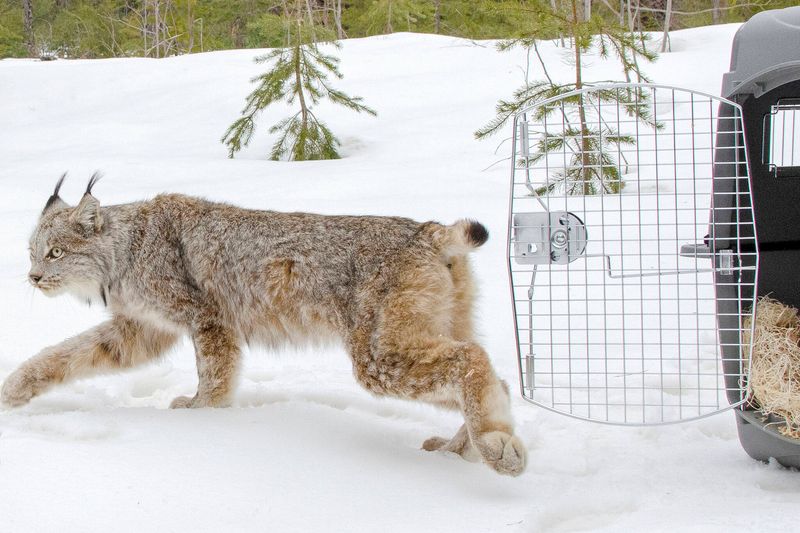 Canadian Lynx
