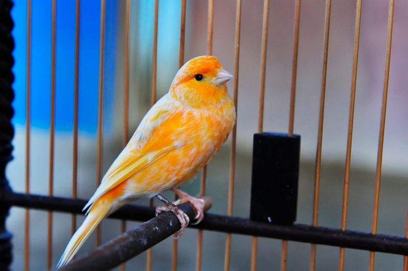 Canaries: Melodious Marvels