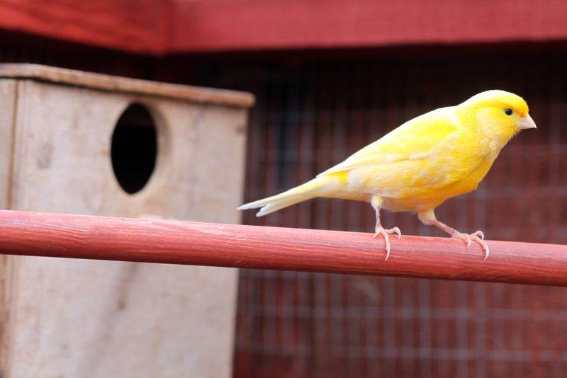 Canary