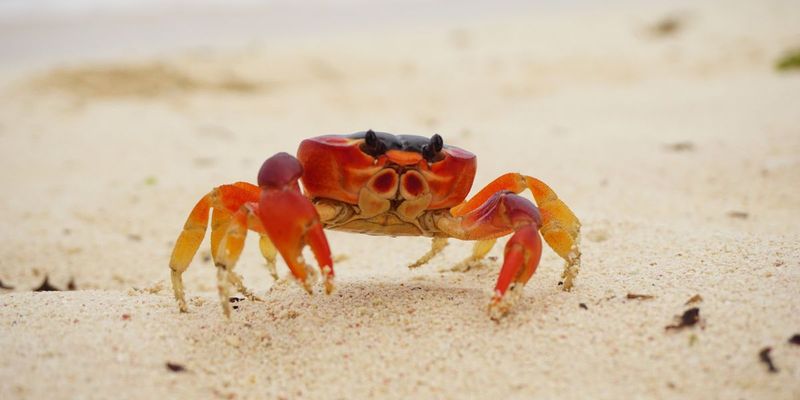 Cancer - Crab