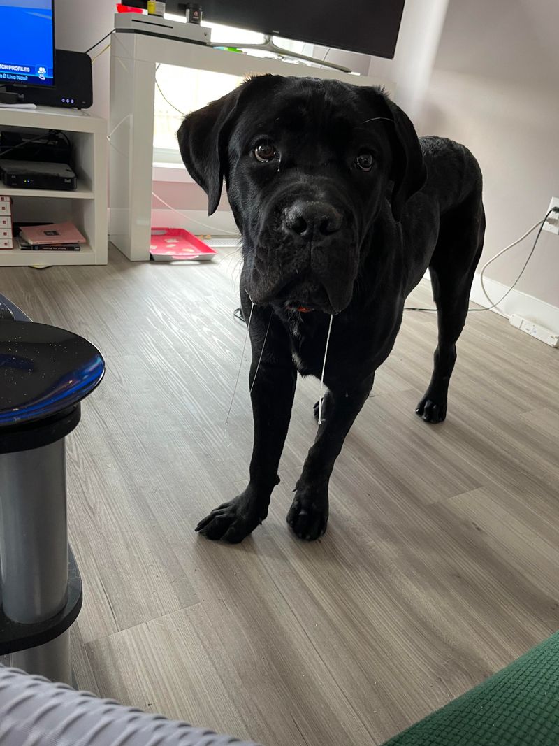 Cane Corso