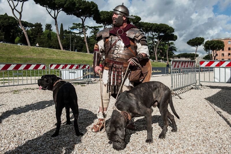 Cane Corso