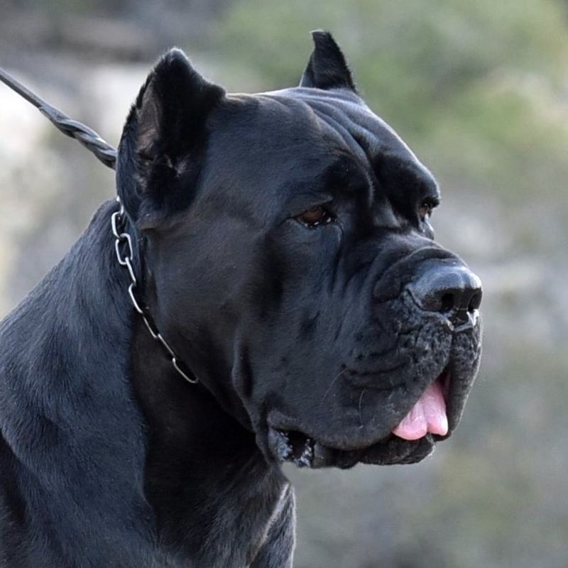 Cane Corso