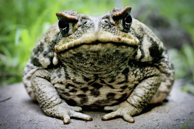 Cane Toad