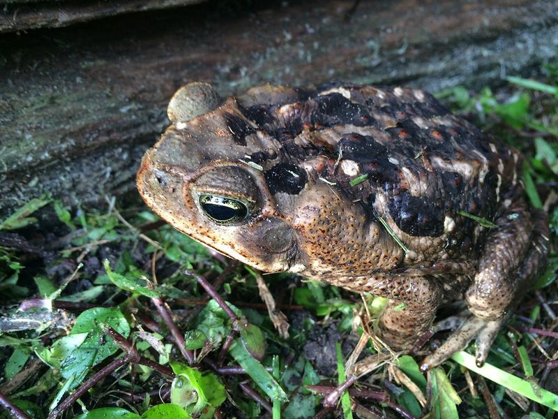 Cane Toads