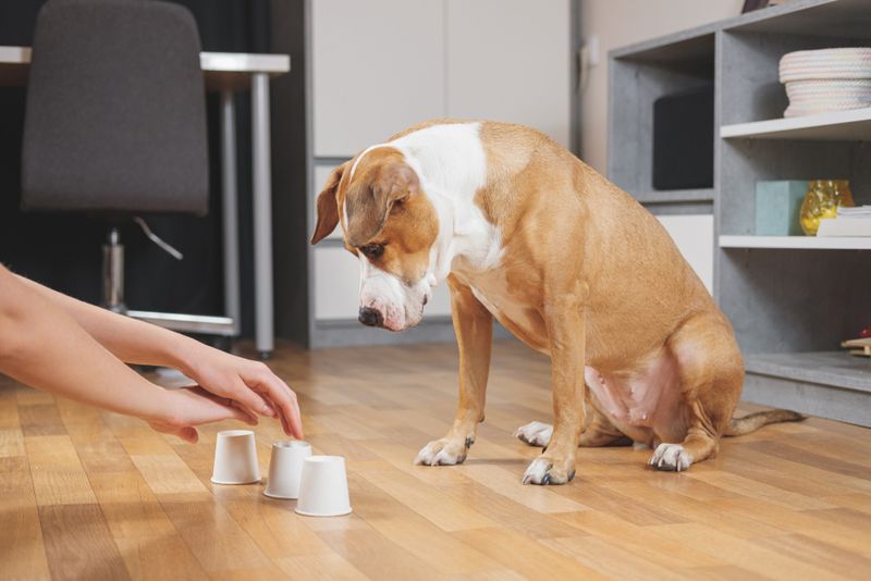 Canine Memory and Recall