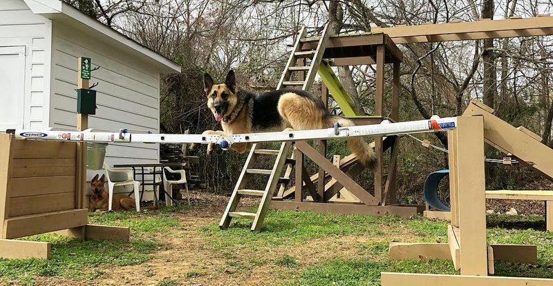 Canine Obstacle Courses