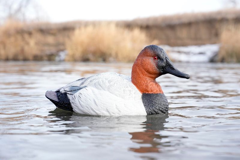 Canvasback Duck