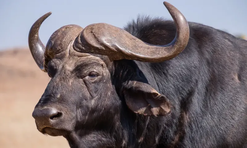 Cape Buffalo