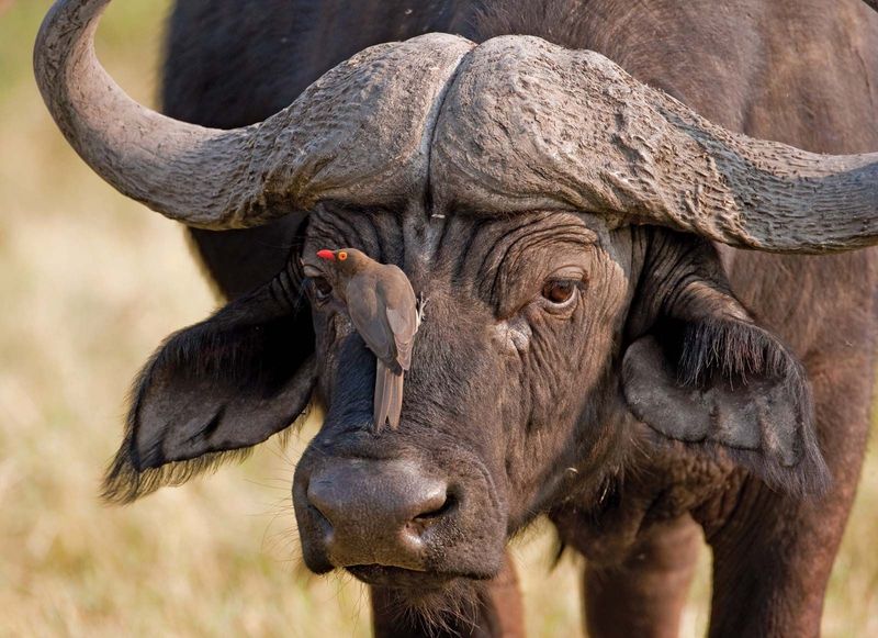 Cape Buffalo