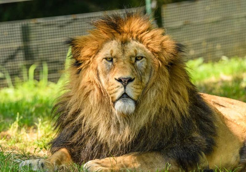 Cape Lion