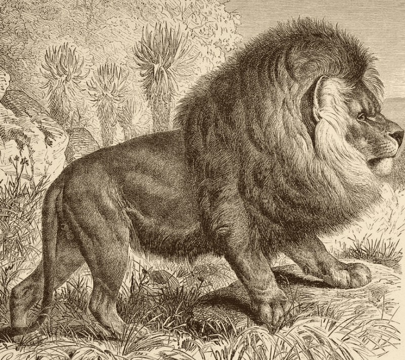 Cape Lion