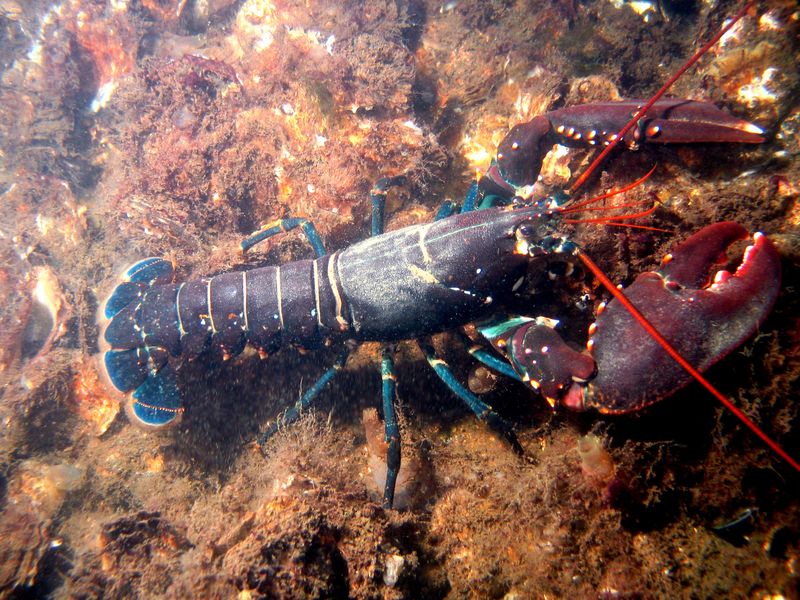 Capricorn - Lobster