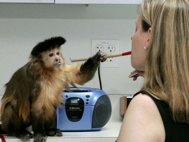 Capuchin Monkey