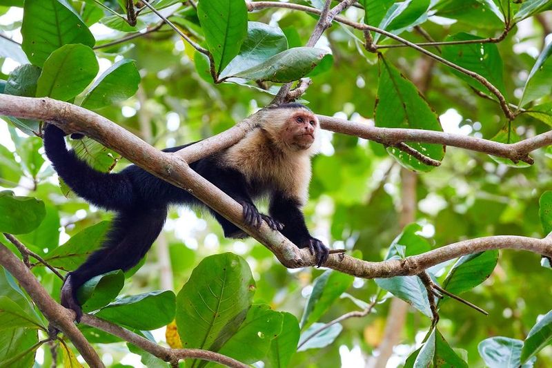 Capuchin Monkey