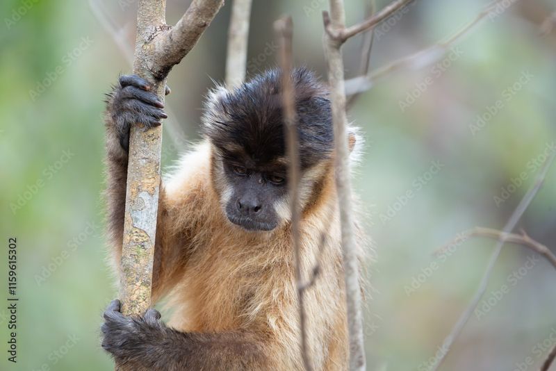 Capuchin Monkey