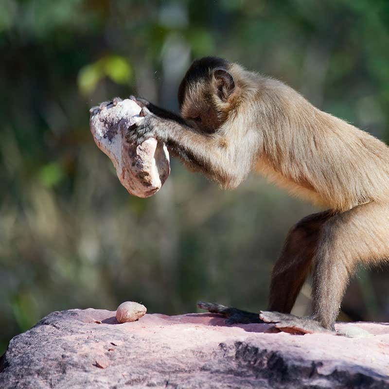 Capuchin Monkeys Cracking Nuts