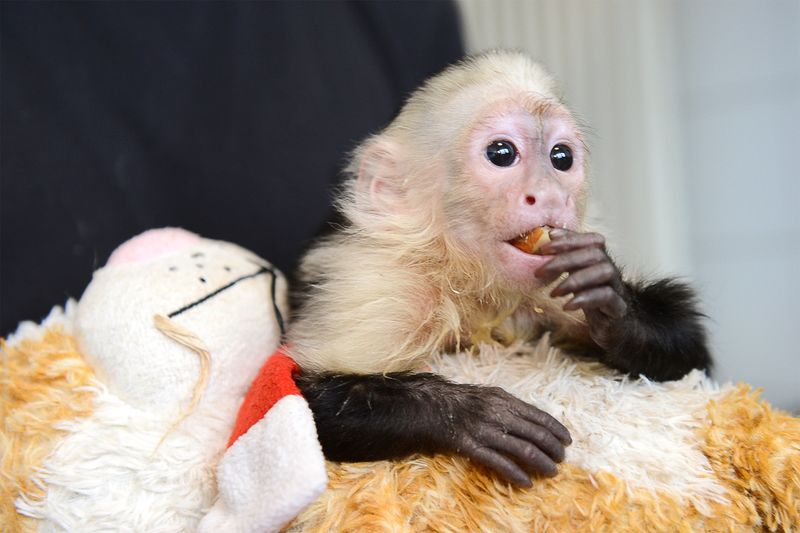Capuchin Monkeys