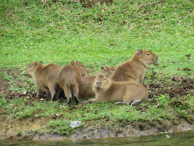 Capybara Invasion