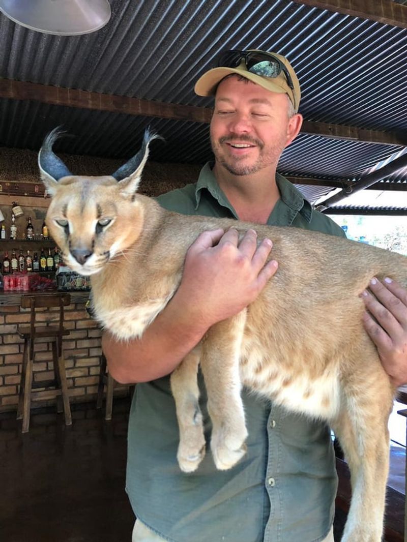 Caracal