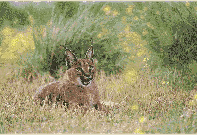 Caracal