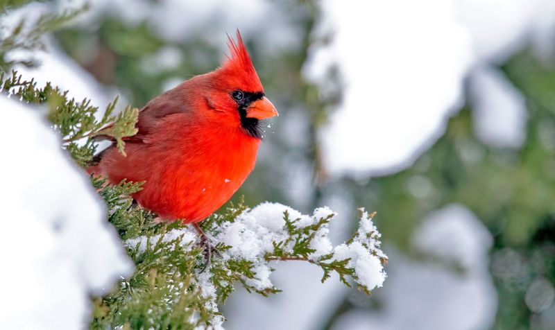 Cardinal