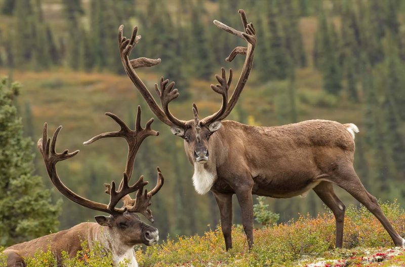 Caribou