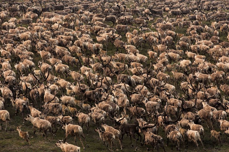Caribou Migration in Alaska
