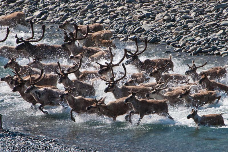 Caribou