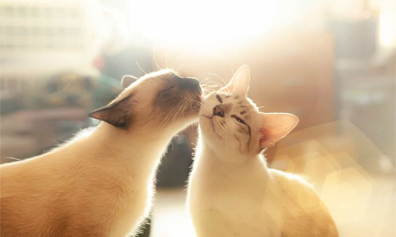 Caring Grooming