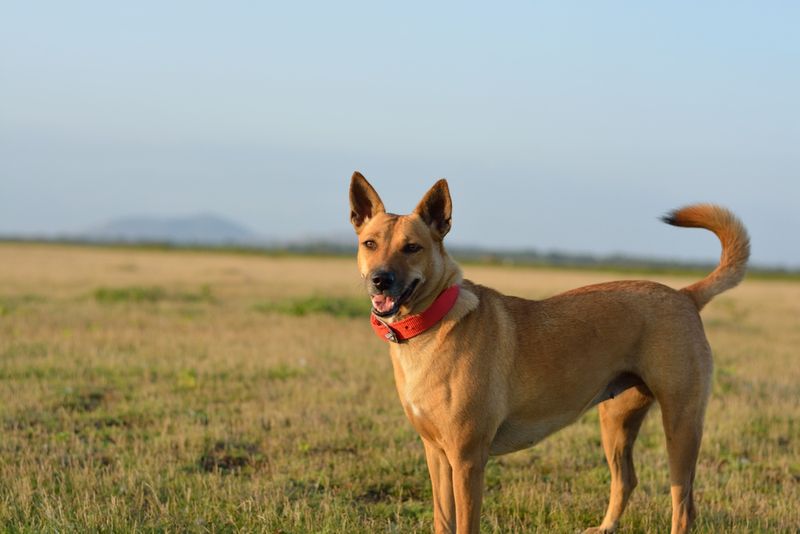 Carolina Dog
