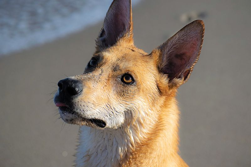 Carolina Dog