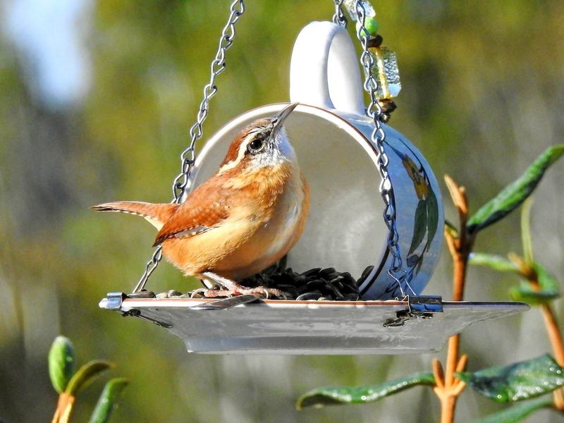 Carolina Wren