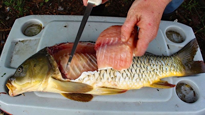 Carp