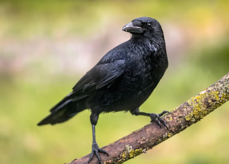 Carrion Crow