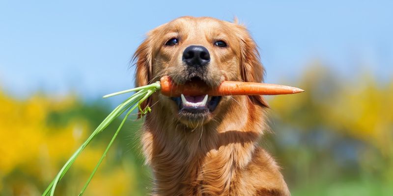 Carrots