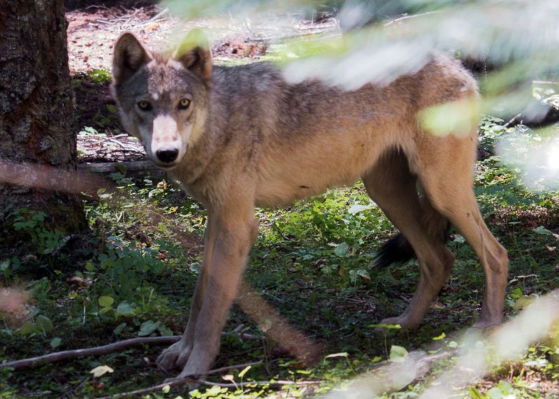 Cascades Wolf