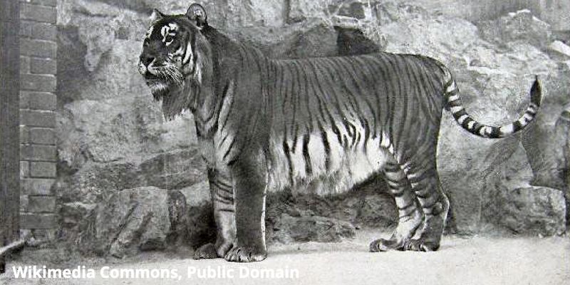 Caspian Tiger