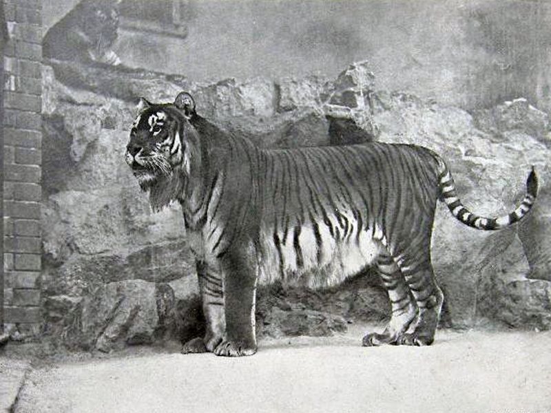Caspian Tiger
