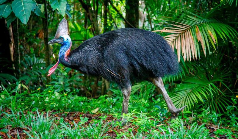 Cassowary