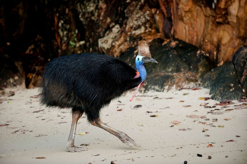 Cassowary