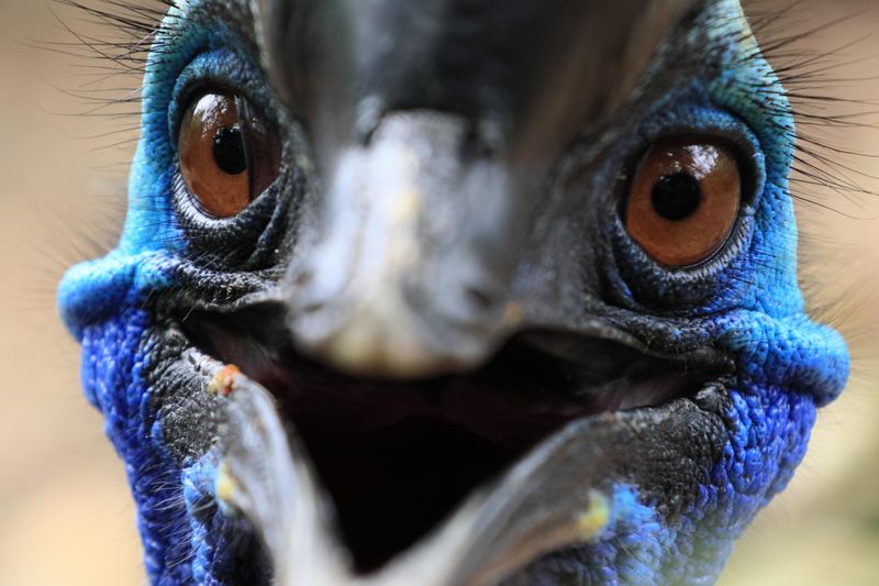 Cassowary