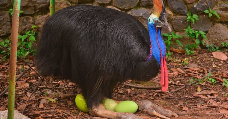 Cassowary