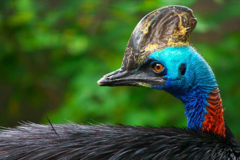 Cassowary