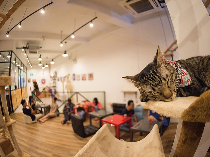 Cat Cafés